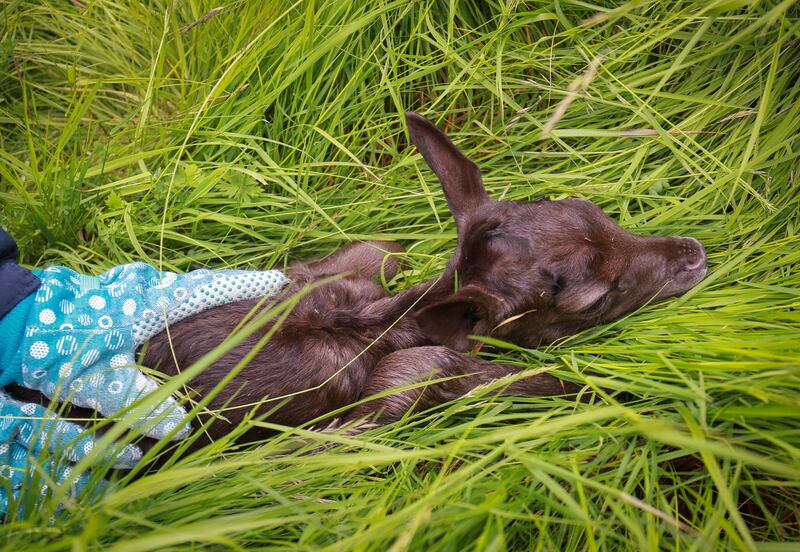 A fawn is examined. Photograph: Crispin Rodwell