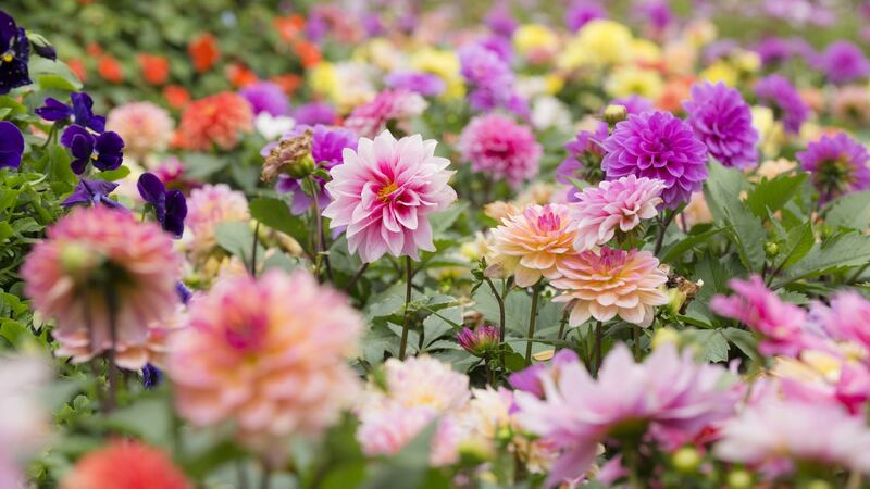 Dahlias. Photograph: iStock