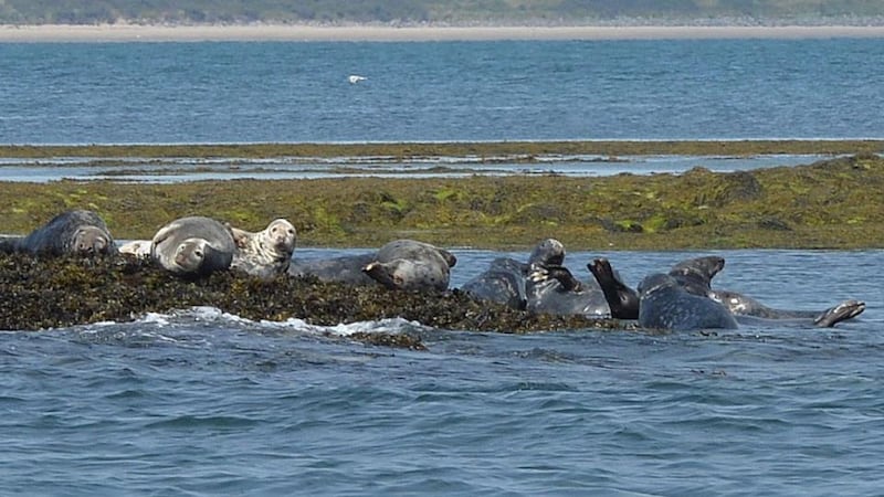 Seals bask in the sun. Photograph:  Alan Betson