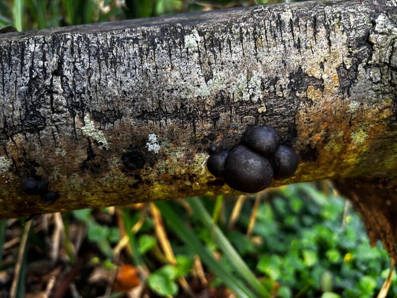 King Alfred’s cakes fungus. Photograph supplied by Dorothy Hatton