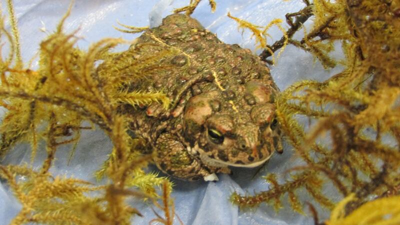 A natterjack toad was  found by Customs officals while being illegally imported into Ireland. Photograph: ISPCA