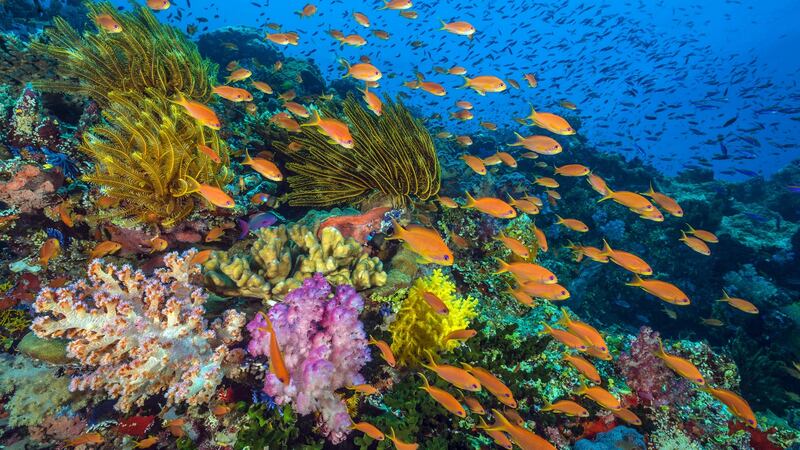 The first episode of Blue Planet II was the highest rated consolidated TV programme of 2017 in the UK. Photographer: Alex Mustard