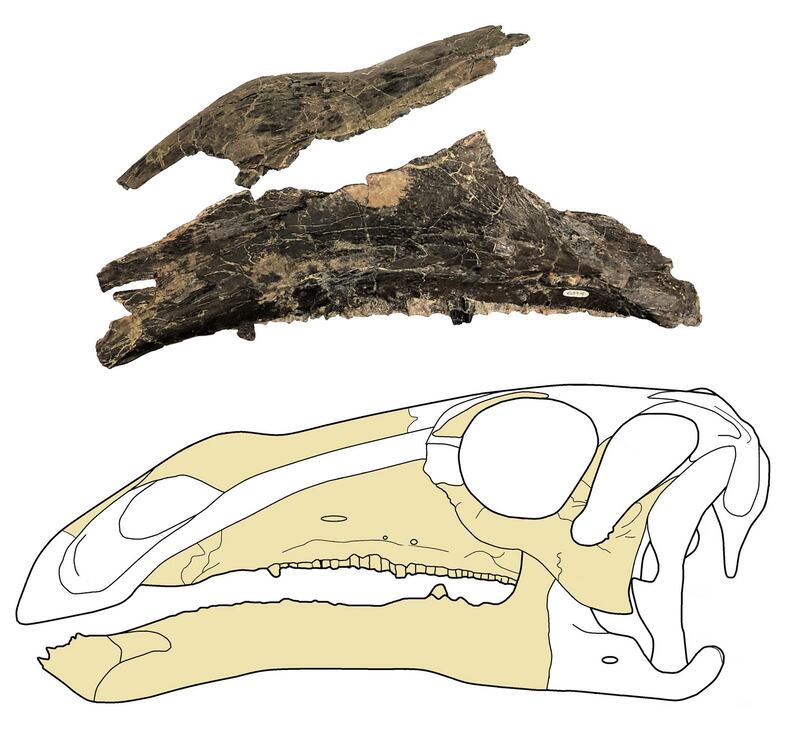 The nasal and maxilla of the Brighstoneus simmondsi. Photograph: Jeremy Lockwood/University of Portsmouth/PA