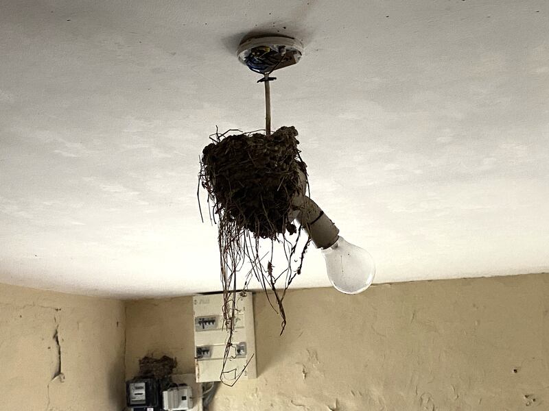 Swallow’s nest. Photograph supplied by Chanel McCarrick