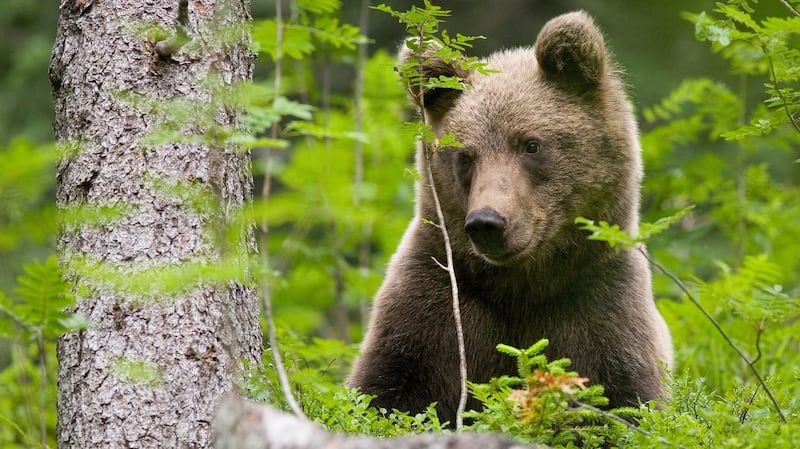 Brown bear in a forest in Slovakia