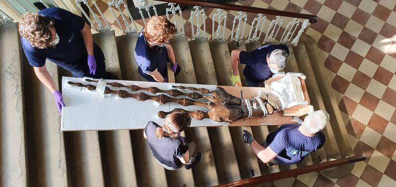 The Natural History Museum in Dublin during renovation work. Photograph: Paolo Viscardi/National Museum of Ireland
