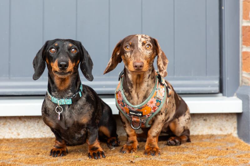 Cookie and Muffin watch on as their home is photographed for sale
