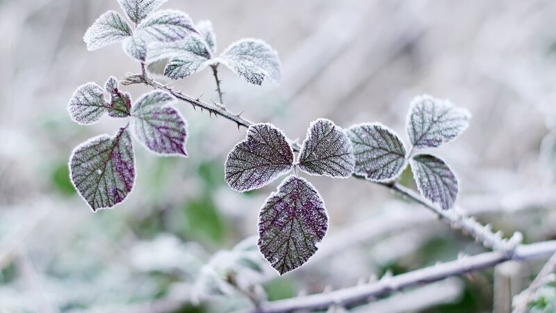 Frost covered leaves in a field in Kilcullen, Co Kildare on Monday. Photograph: PA
