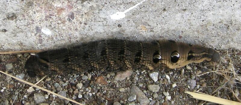 Caterpillar of the green and pink elephant hawkmoth 
