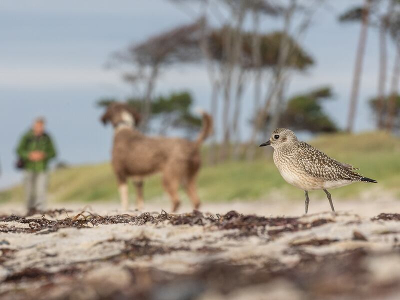 Human and Nature (and Dog): Grey Plover, Pluvialis squatarola, by 
Emil Wagner won gold in the age 15-17 category
