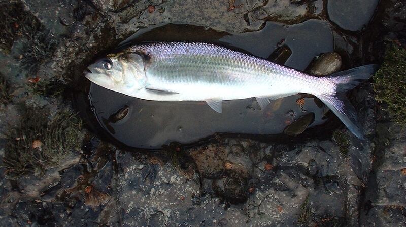 Shad - seldom seen in Irish and UK waters