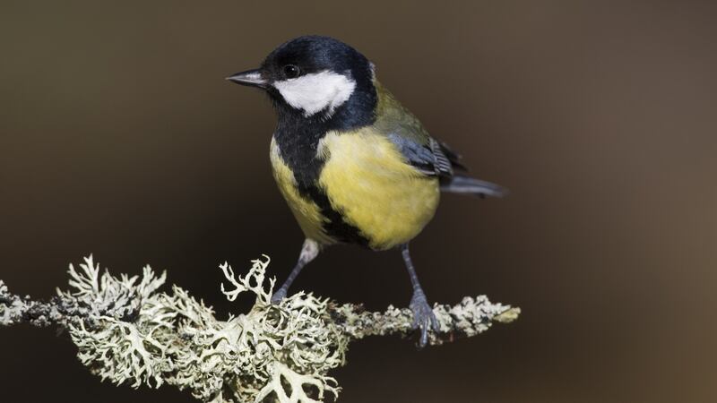Great tit