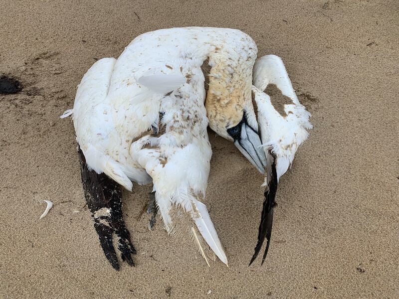 A dead gannet on Morriscastle beach, Co Wexford. Photograph: John O'Brien/BirdWatch Ireland