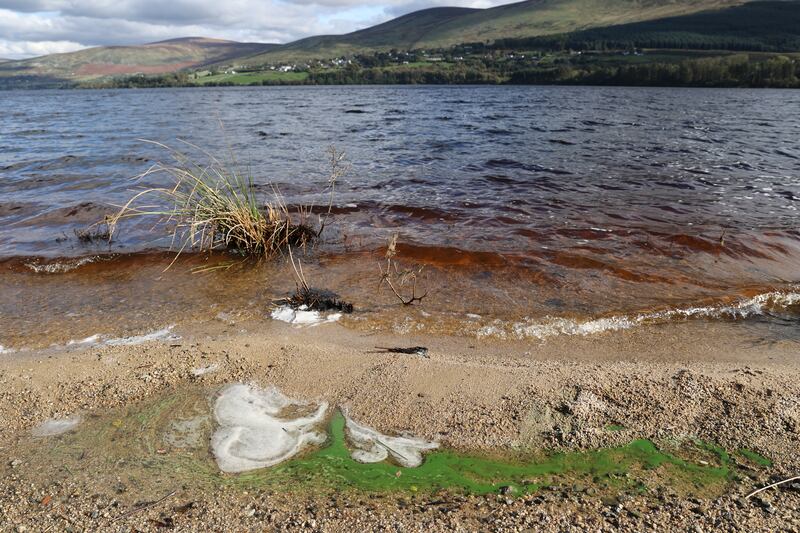 Remnants of the algal bloom on the shoreline of Blessington Lakes near Valleymount, Co Wicklow. Photograph: Nick Bradshaw for The Irish Times