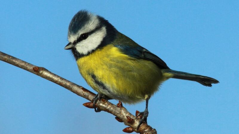 Photograph: Dick Coombes