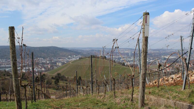 Vineyards above Stuttgart