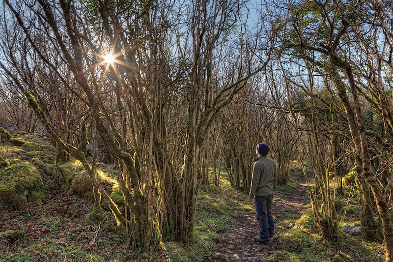 Sunrise in the Hazel wood, the Burren. Photograph: Burren Ecotourism Network