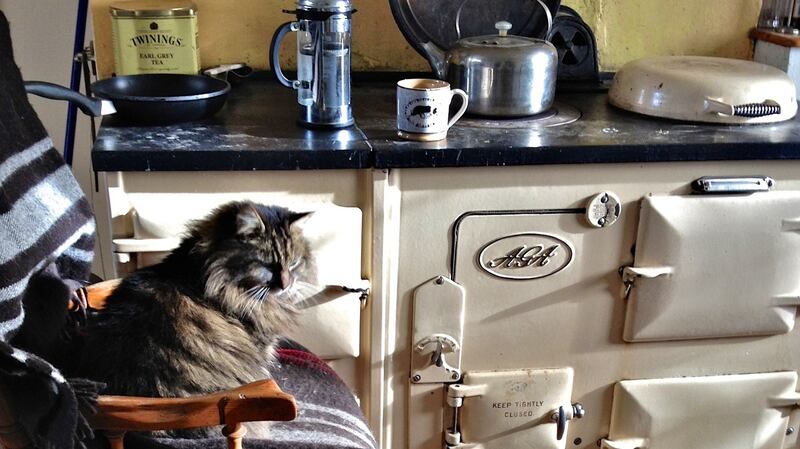 Cat and lamb by the Aga