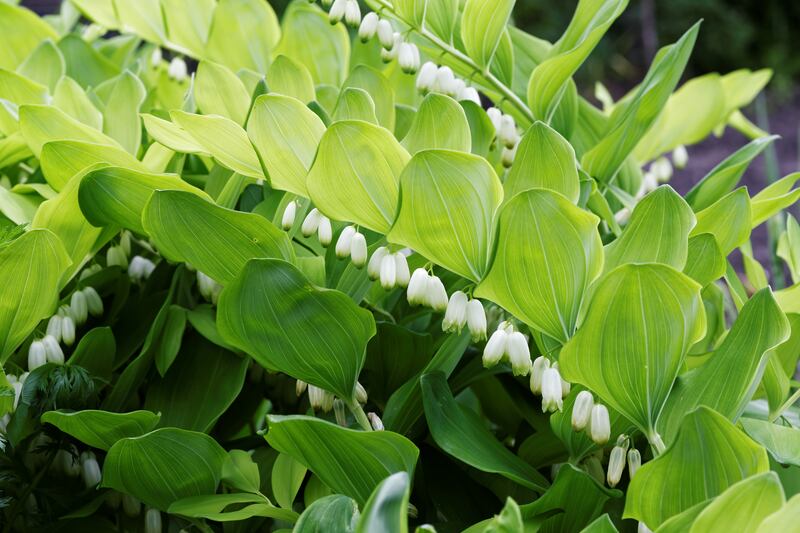 Flowering plant of Polygonatum multiflorum, Solomon's seal.