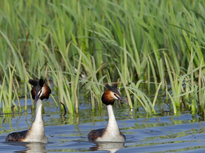 A pair of great crested grebes in Salburua Park. Photograph: Getty Images