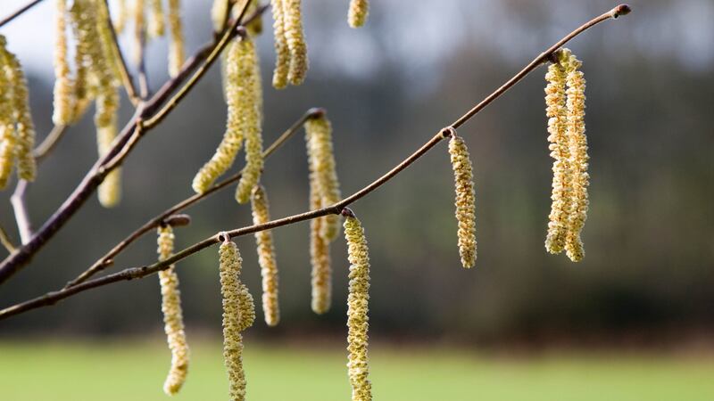 Hazel Catkins. Photograph: Tim Graham/Getty Images.