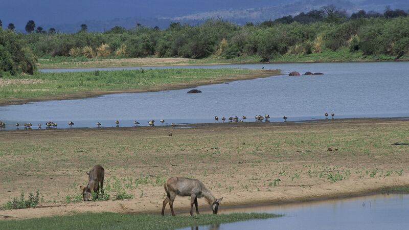 The Tazara train is a great way to go on safari on a tiny budget. The route goes though Selous game reserve in Tanzania, one of the biggest in the world