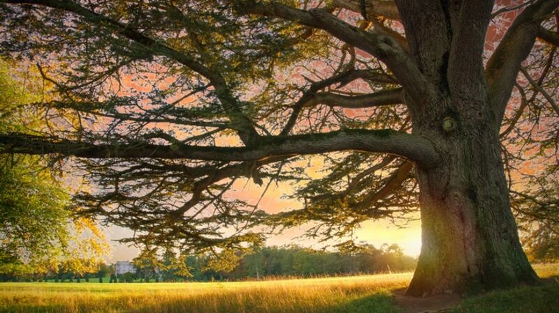Tree in Emo Court Parklands, County Laois, Ireland.