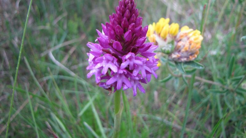 Beginner’s Dream: Pyramidal Orchid on Bull Island, showing characteristic shape of flower ‘spike’ at early stage of flowering, and two small ridges on the lip of each individual flower. Photograph: Paddy Woodworth