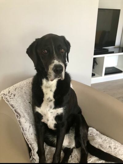 The late Tara, who died in 2021 at the age of 10 years