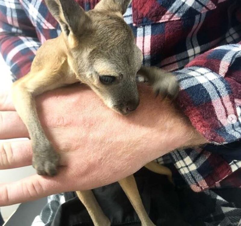 An orphaned kangaroo joey gets a healthcheck before going to a carer.