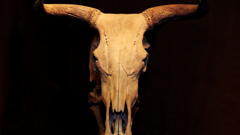 The skull of an aurochs about 10,000- 7,500 years old, found in Sweden