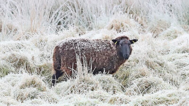 A sheep in frost covered fields near Blessington in Co Wicklow on Monday. Photograph: PA