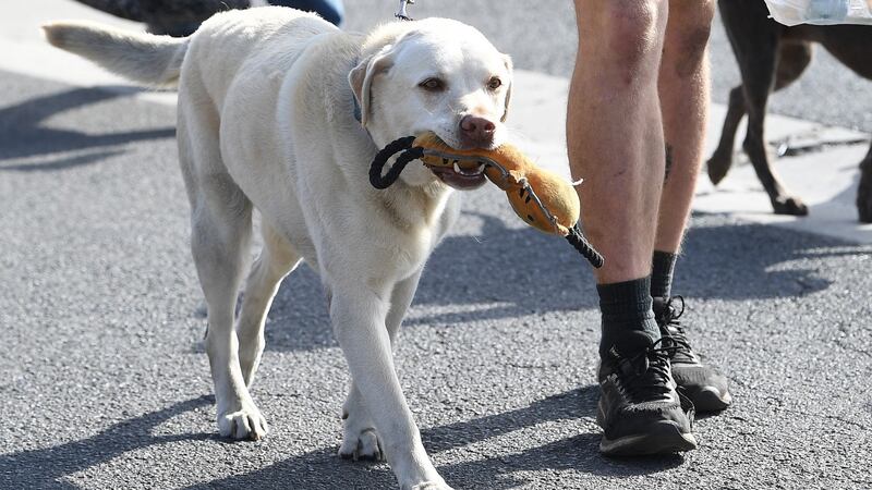 A Mallacoota bushfire evacuee’s dog arrives  at the Somerville Recreation Centre south-east of Melbourne. Photograph: Julian Smith/EPA