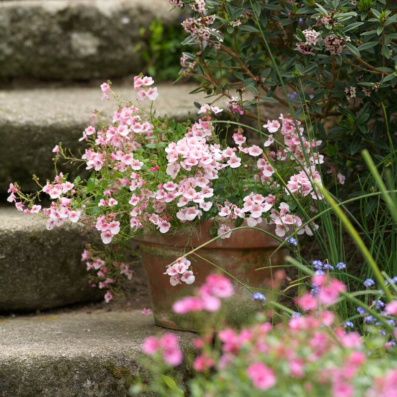Pots flowering in Patthana Gardens in Co Wicklow.  Photograph: Richard Johnston