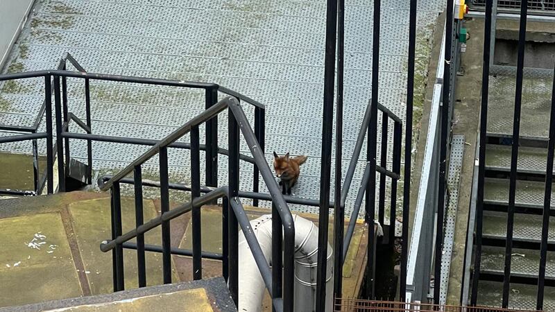 This fox had a particular interest in proceedings at Leinster House