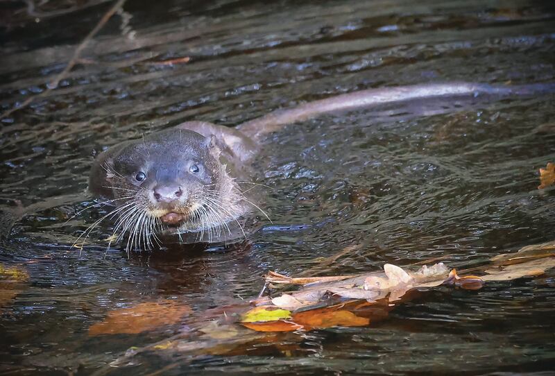 An otter, from Wild Waterways by Robert O'Leary