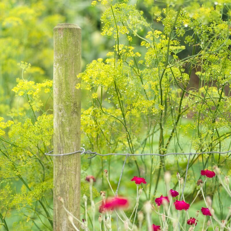 Photograph: Richard Johnston