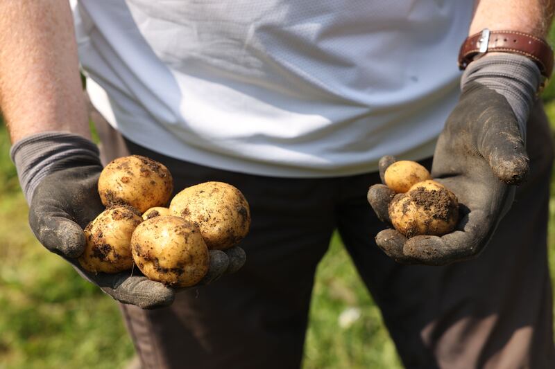 Jimmy Walsh's with potatoes grown in his allotment. Photograph:  Laura Hutton