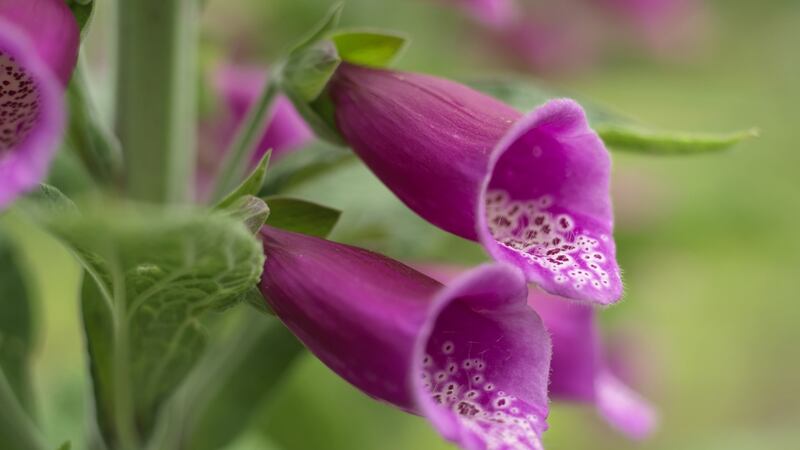 Foxgloves growing in an Irish garden. Photograph: Richard Johnston