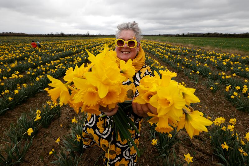 Carol O'Halloran at the Elmgrove Flower Farm in Gormanston, Co Meath on Sunday for the farm's 'pick your own daffodils' day on Sunday. Photograph: Nick Bradshaw