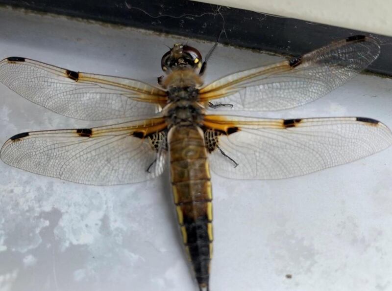 Four-spotted chaser dragonfly