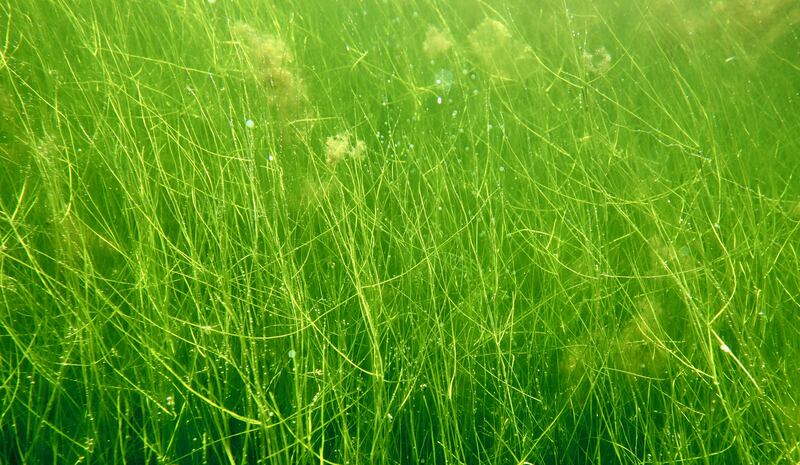 Seagrass (Ruppia maritima), also known as widgeon grass, in clear water in a healthy lagoon. Photograph: Cilian Roden