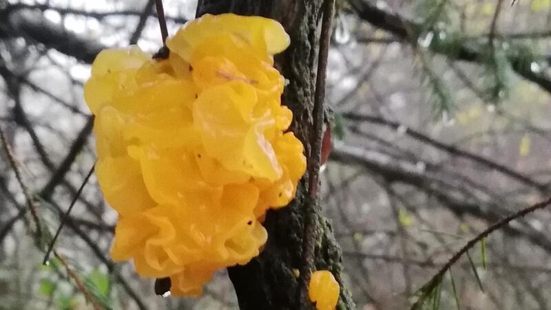 Yellow brain fungus, which grows on dead wood of broadleaved trees
