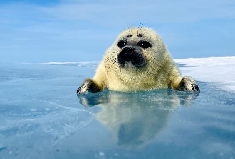 A Baikal seal pup surfacing from beneath the ice in Lake Baikal, Russia. Asia: The Frozen North. Photograph: Henry M Mix/BBC Studios