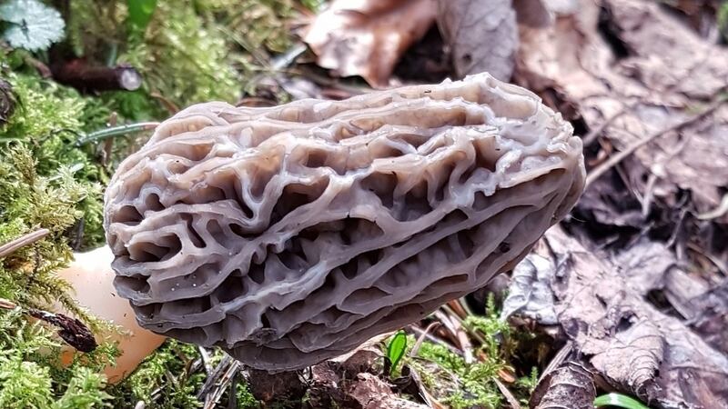 Egg mass of the common whelk