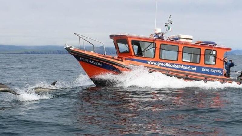 Dolphins lead the way to the island.