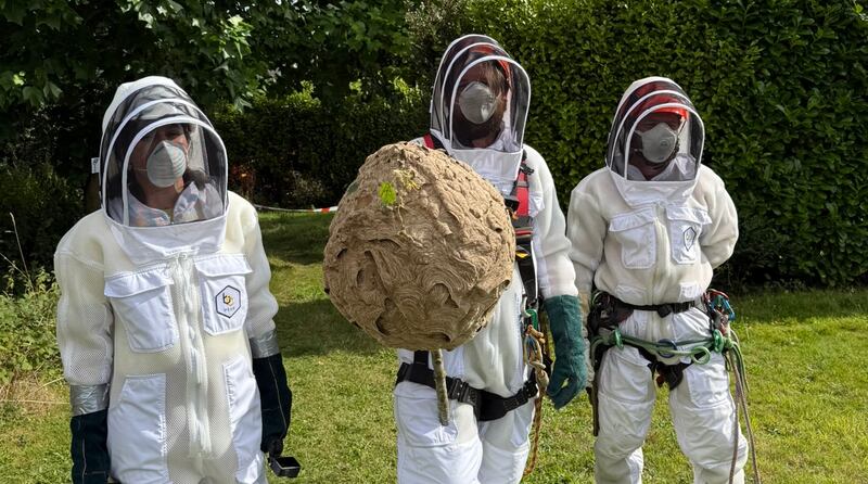 Claire Deasy and Sam Bayley of the National Parks and Wildlife Service, and David Law of David Law Tree Care, removing the first Asian hornet nest found in Ireland, on September 5th. Photograph: Department of Heritage