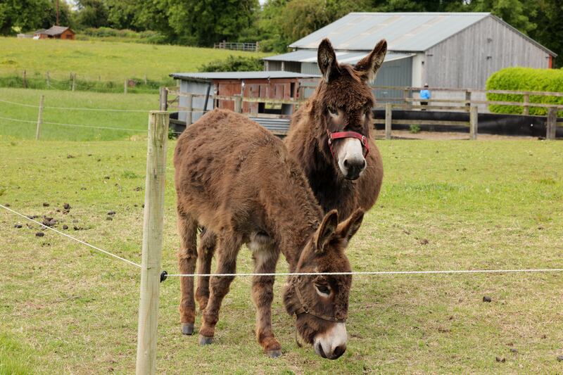 Two donkeys have also taken up residence at the Owens' new home. Photograph: Alan Betson/The Irish Times

