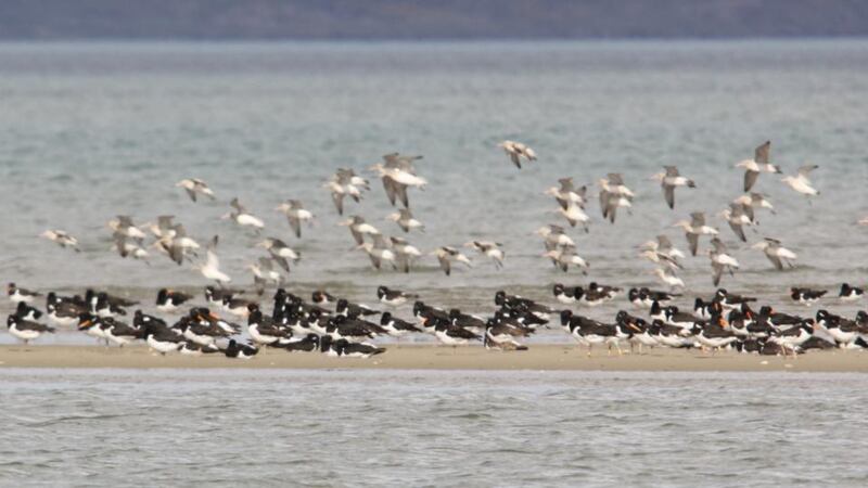 Dublin Bay Birds: oystercatchers with colour rings on their legs. Photograph: Graham Prole