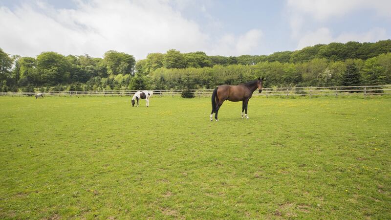 The family’s horses at Croneybyrne House